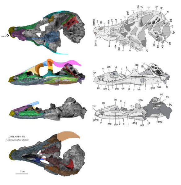 Figure 1. Coloradisuchus skull from Martinez, Alcover and Pol 2017. Colors added.