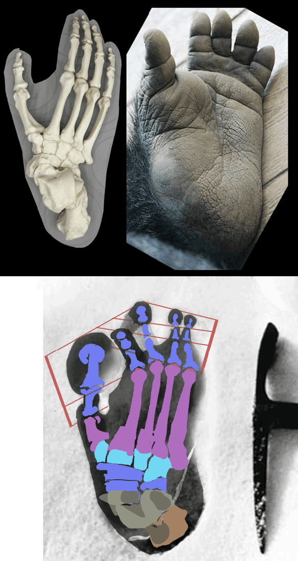 Figure 1. Eric Shipton snowprint of Yeti with hypothetical bones and PILs applied. At top is pes of Gorilla. Ice pick for scale.