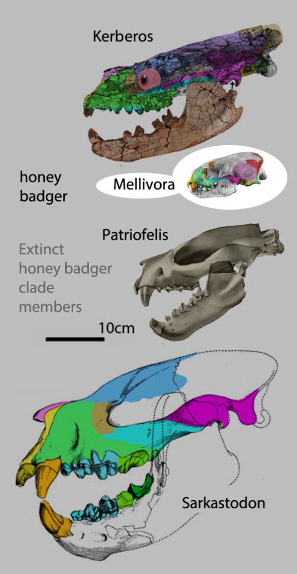 Figure 1. The honey badger clade, Kerboros, Patriolfelis and Sarkastodon. The only living representative is Mellivora to scale.