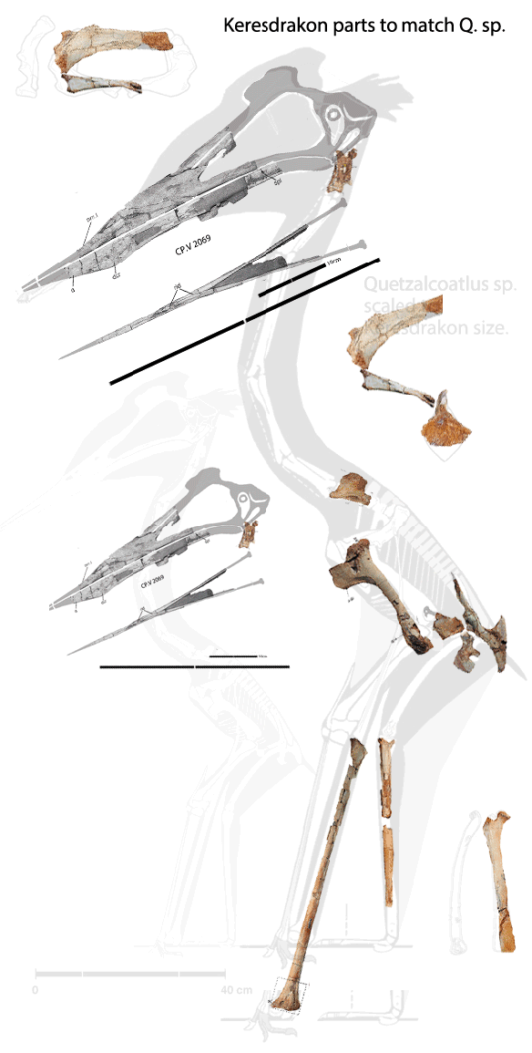 Figure 1. All that is known of Keresdrakon layered on top of a Quetzalcoatlus sp. specimen and the same ghosted and reduced to the size of Keresdrakon.