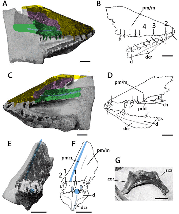 Figure 1. Lonchodraco jaw tips. Colors added here. 