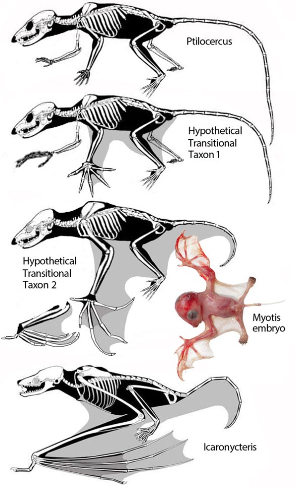 Figure 3. Starting with Ptilocercus here are several hypothetical transitional taxa leading to Onychonycteris, a basal bat. 