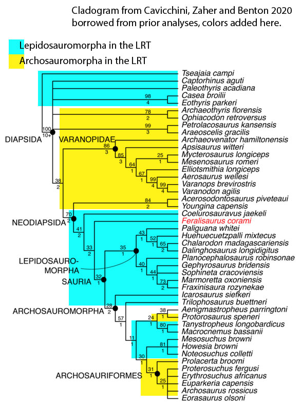 Figure 3. Cladogram from Cavicchini, Zaher and Benton 2020, colors added based on the LRT showing how massive taxon exclusion shuffles convergent taxa. 