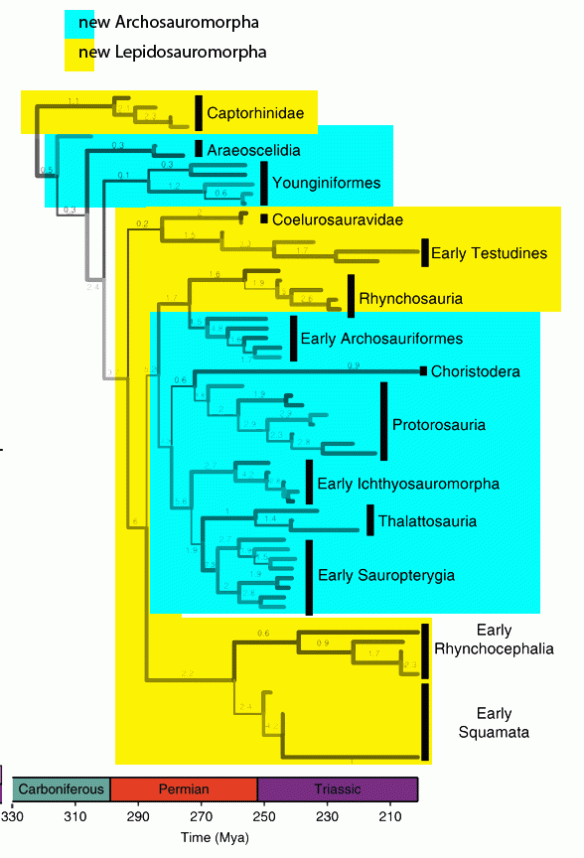 Figure 1. Cladogram from Simoes et al. 2020 suffering from so much taxon exclusion that Archosauromorpha are shuffled within Lepidosauromorpha.