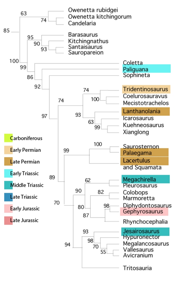 Figure 2. Subset of the LRT focusing on basal Lepidosauria. Taxa in colored blocks are shown to scale in figure 1.