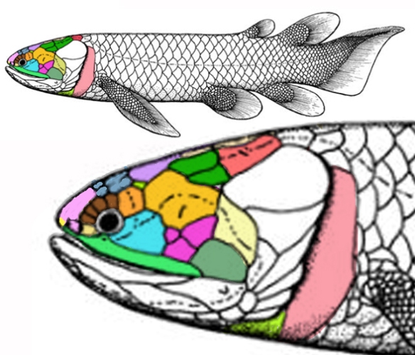 Figure 2. Holoptychius is a basal lobefin in the coelacanth clade.