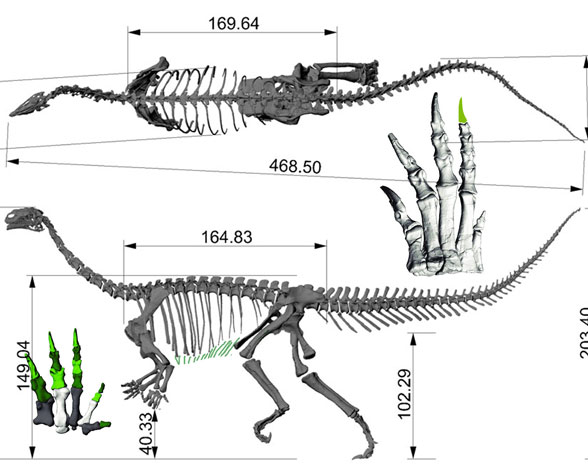 Figure 2. Plateosaurus skeleton digitized.