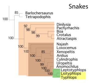 Figure 4. Subset of the LRT focusing on snakes. Compare to figure 3.