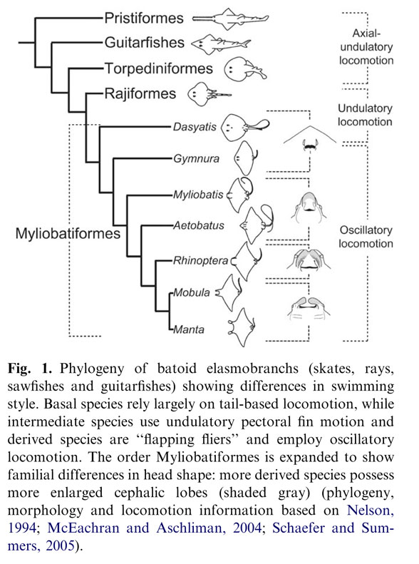 Figure 3. Batoid cladogram frrom Sasko et al. 2006 with notes on swimming motions.