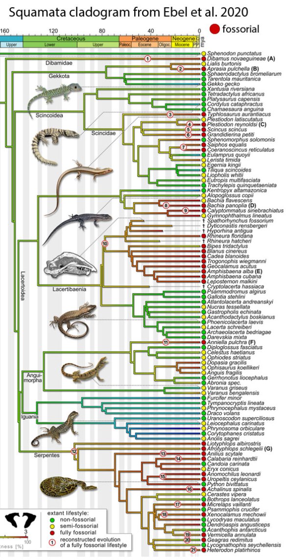 Figure 1. Cladogram of burrowing (fossorial) squamates from Ebel et al. 2020. Compare to figure 2 from the LRT.