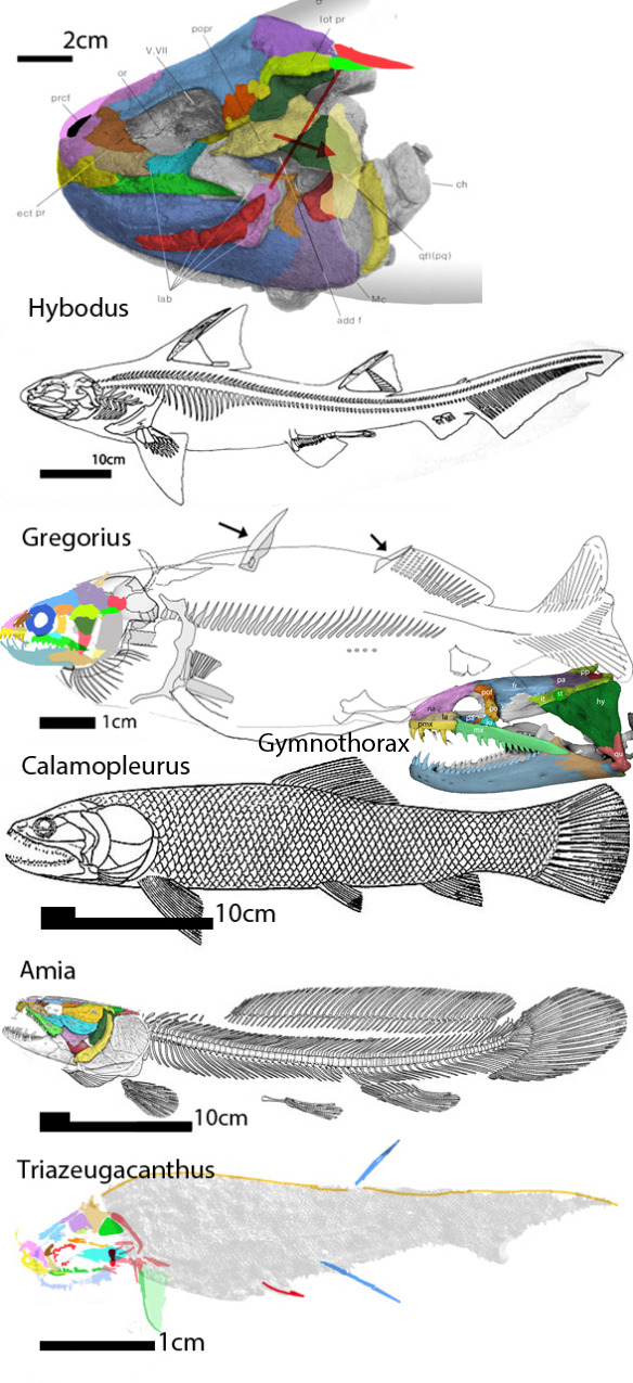 Figure 1. Fish evolution from Hybodus to Amia documenting the shark to bony fish transition.