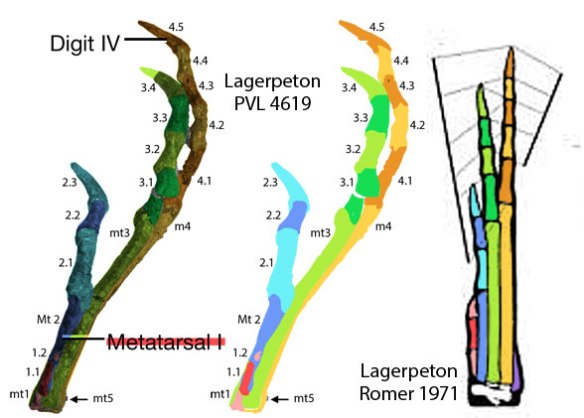 Figure z. Tracing of lagerpetid pes with colors showing all four toes. Digits 1 and 2 are fused to metatarsal 3. Only digits 3 and 4 bore weight. Digit 5 was a vestige unlike basal pterosaurs. 