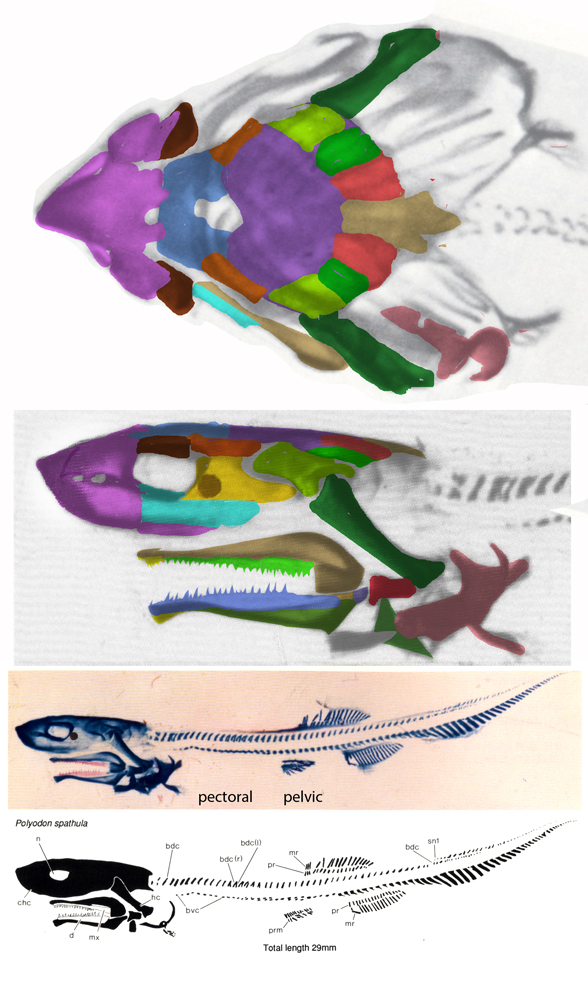 Figure 7. Polyodon hatchling. Compare to the Polyodon adult (figure 8) and Cetorhinus (figure 9). 