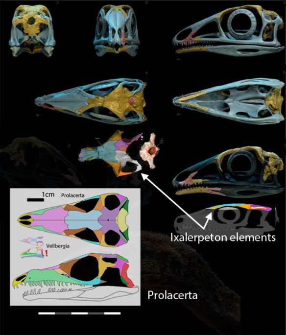 Figure from Ezcurra et al. 2020 comparing skull top of Ixtalerpeton to Prolacerta. 