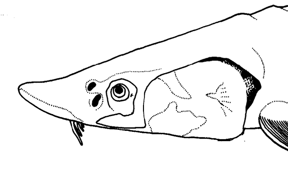 Figure 5. Sturgeon mouth animated from images in Bemis et al. 1997. This similar to ostracoderms, basal to sharks. 