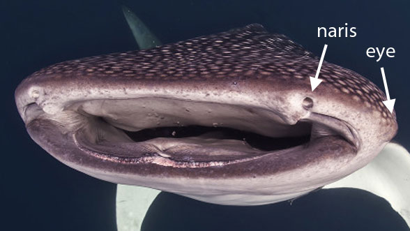 Figure 7. Whale shark (Rhincodon) mouth. Note the lack of marginal teeth, presence of barbels and single nares. 
