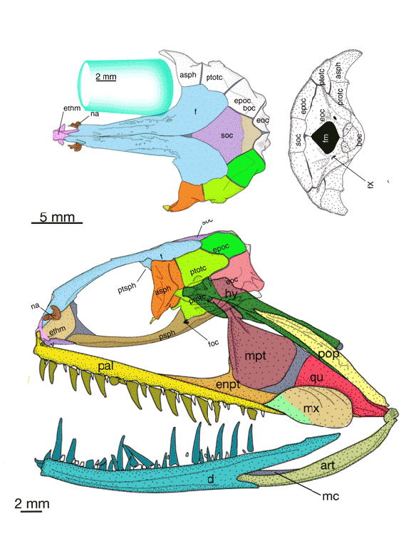 Figure 2. Gigantura skull tracings from Konstantinidis and Johnson 2016. Colors added.