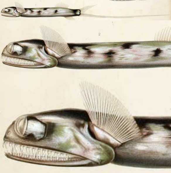 Figure 1. Gigantura indica overall. Note the pectoral fins above the gill openings and lack of pectoral fins.