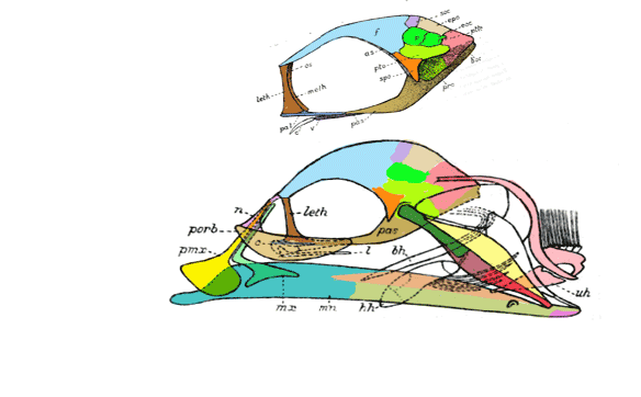 Figure 3. Stylophorus skull showing the extruding jaws, completely different from those of Gigantura, figure 4.
