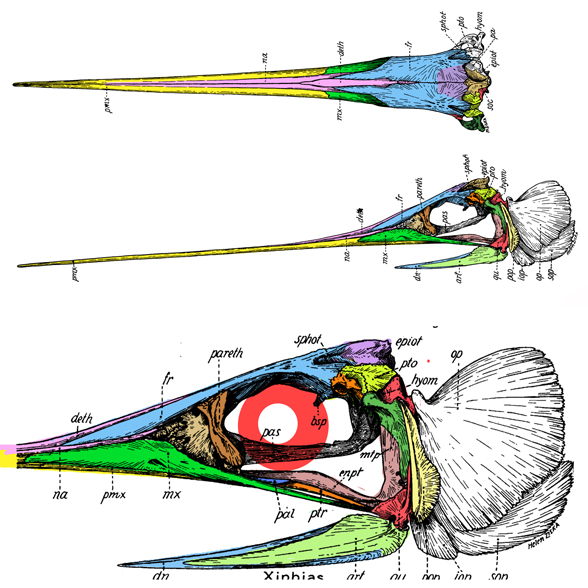 Figure 2. Diagram of the swordfish (Xiphias) skull. Compare to figures 1 and 3.