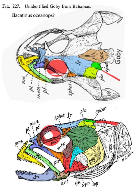 Figure 1. Elactatinus skull from Gregory 1933 ion dorsal and lateral views.