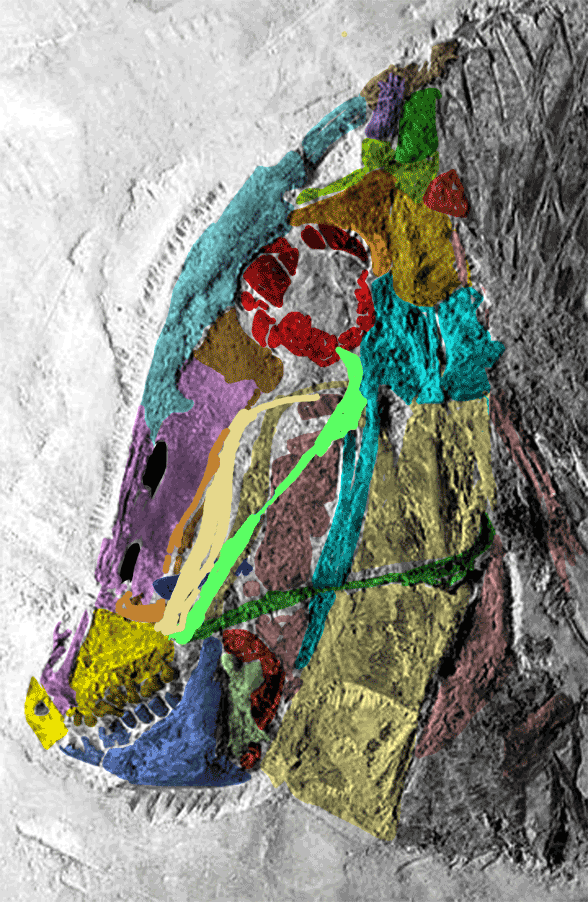 Figure 2. Pycnodus with bones colorized according to tetrapod homologies. Third frame shows maxilla and lacrimal returned to in vivo positions. 