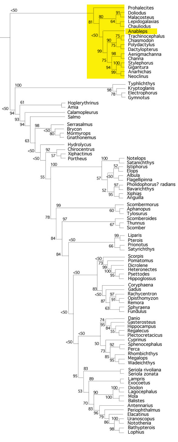 Figure x. Rayfin fish cladogram