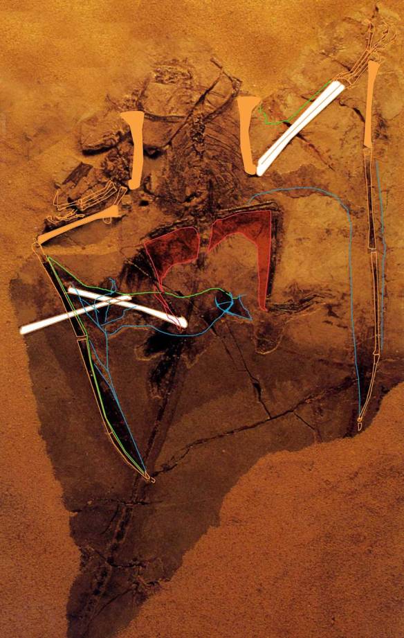 Figure 6. The PIN 2585/3 specimen of Sordes showing displaced left radius and ulna dragging their membranes along with them. The right wing is articulated. 