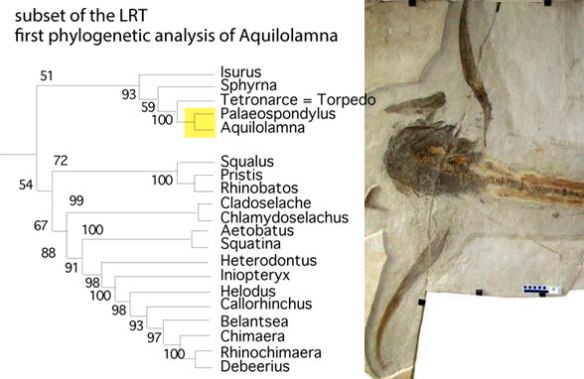 Figure 4. Subset of the LRT focusing on the shark clades related to Aquilolamna and Palaeospondylus. 