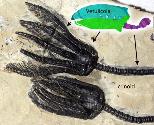 Figure 7. Vetulicola compared to a fossil crinoid. Note the splitting of the mouth parts into separate 'arms' has only just begun here. The crinoid stalk is the segmented 'tail' of Vetulicola. 
