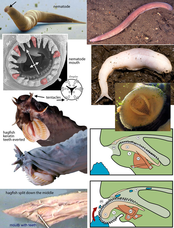 Figure 1. Nematodes, hagfish and slugs have so many traits in common, one wonders why they are not related to one another.