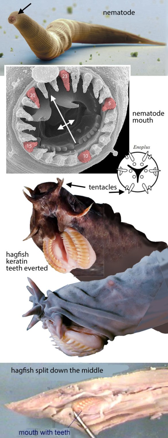 Figure x. Nematodes and hagfish side-by-side, focusing on the eversible mouth parts and keratin teeth. 