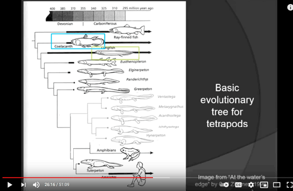 Figure 3. Slide from Henderson YouTube presentation modified in frame 2 to reflect the order of basal tetrapods in the LRT. Missing here is Trypanognathus (Fig. 3) and kin, basal tetrapods in the LRT. 
