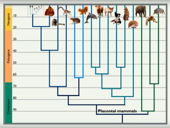 Figure 1. Keating's out-dated cladogram of mammals.
