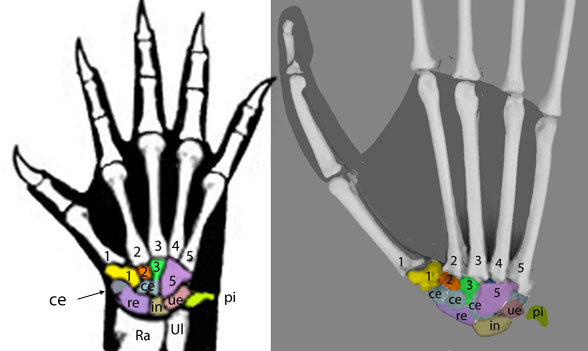 Figure 3. Right manus dorsal view of basal tree shrew, Ptilocercus (left), and basal lemur, Indri (right). Carpal elements colored.