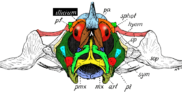 Figure 7. Ogcocephalus anterior with animated ilicium.