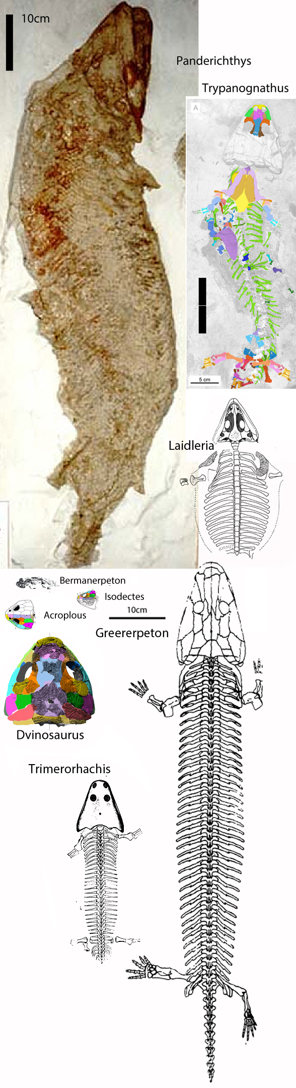 Figure 1. Vertebrates at the transition from stem-tetrapod to tetrapod in the LRT. Trypanognathus is the most primitive known tetrapod in the LRT, despite its late appearance in the latest Carboniferous.