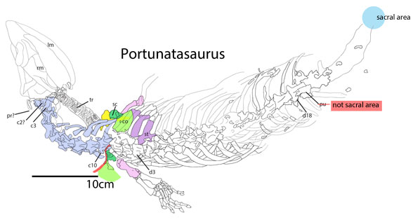 Figure 2. Portunatasaurus diagram with corrections. 