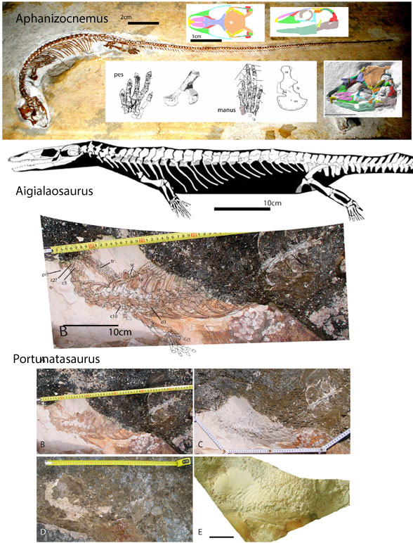 Figure 1. Portunatasaurus compared to stem mosasaur, Aigialosaurus and to marine stem snake, Aphanizocnemus.