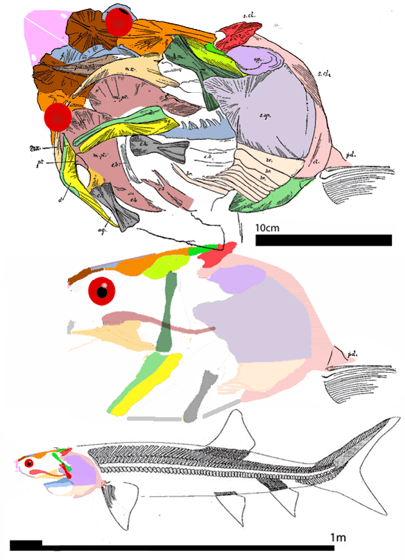 Figure 3. Chondrosteus animation (2 frames) in situ and reconstructed in lateral view. This is the transitional taxon linking sturgeons to bony fish + sharks.