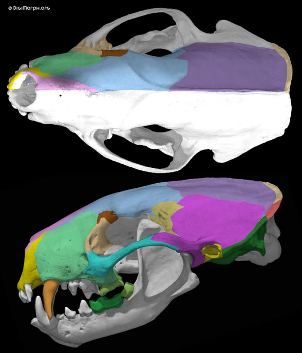 Figure 1. Skull of Mephistis, the striped skunk from Digimorph.org and used here with permission. Colors added here. Note the concave surface of the upper molar (light green).
