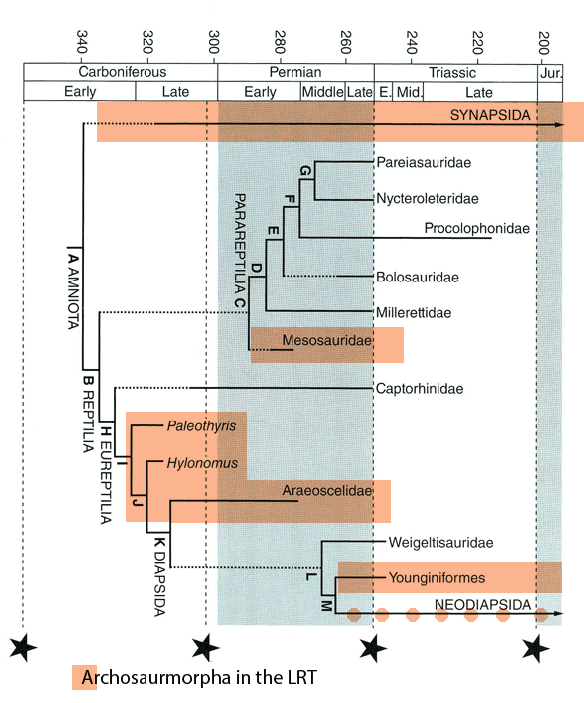 Figure 1. Basal amniote cladogram from Benton 2014. Due to taxon exclusion Benton has no idea that amniotes split prior to the Viséan into Archosauromorpha (orange) and Lepidosauromorpha. 