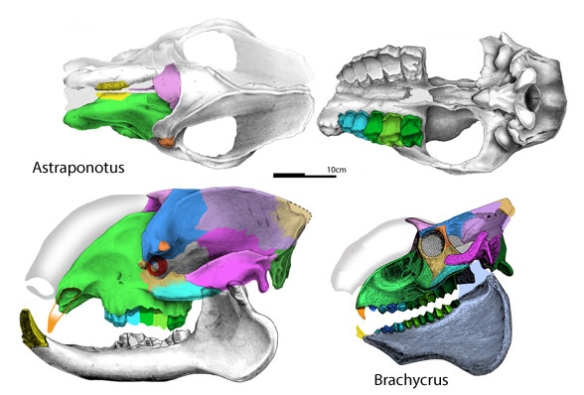 Figure 3. Astraponotus skull in 3 views to scale with Brachycrus. 