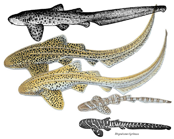 Fossil comparative specimen shark tooth recent Stegostoma fasciatum look cool 