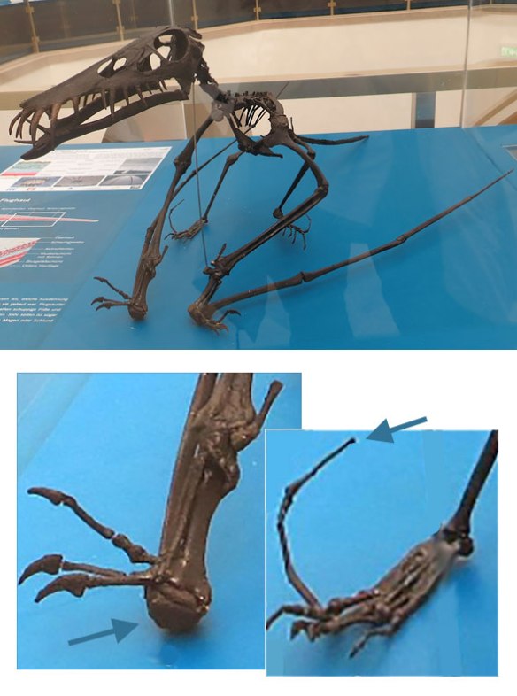 Figure 2. Dorygnathus model from the Natural History Museum in Karlsruhe, Germany. Arrows point to errors in the reconstruction.