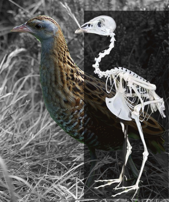Ancestral to starlings and ibis an hoopoe is the rather drab corn crake (Crex). It flies similar to a game bird.