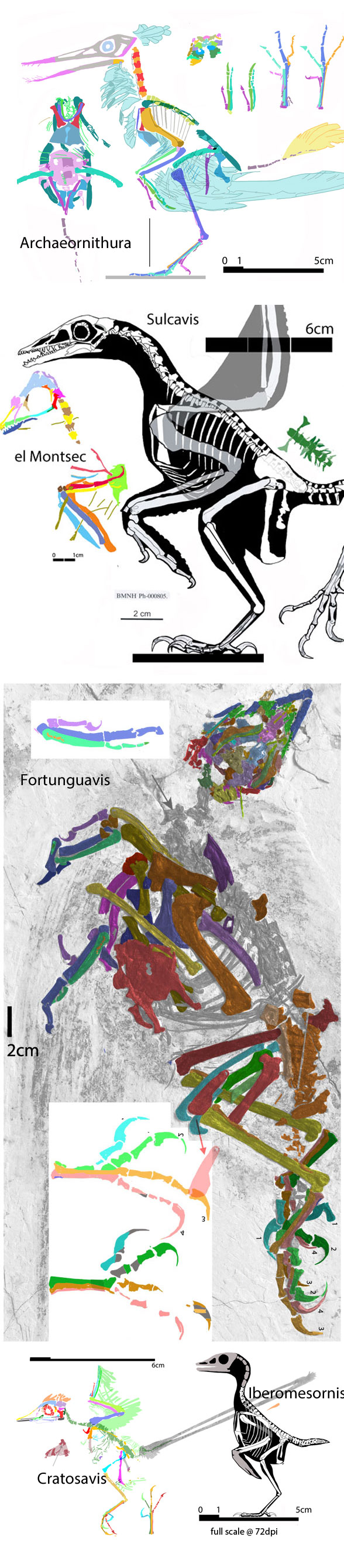 Figure 3. Sulcavis and the el Montsec bird to scale with Archaeornithura, Iberomesornis, Fortunguavis and Cratoavis. 