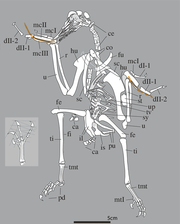 Figure 1. Zhongjianornis in situ from Zhou and Li 2010. 