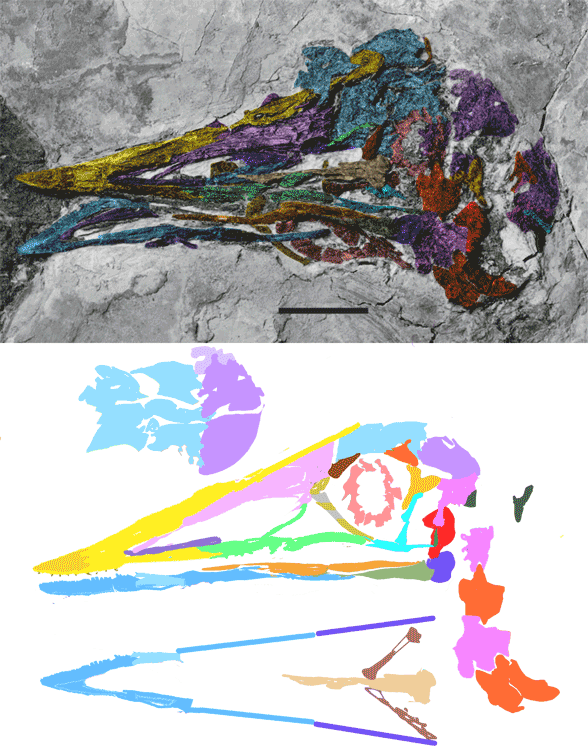 Figure 2. Zhongjianornis skull from Zhou and Li 2010, plus their tracing (gray diagram). Colors and reconstruction added here. 