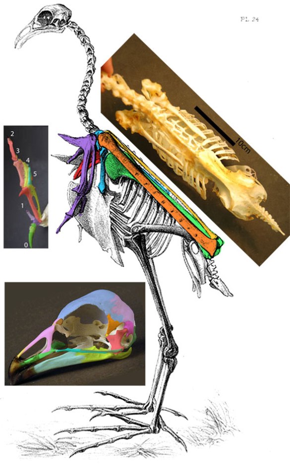 Figure 3. Horned screamer (genus: Anhima) skeleton. Spiked manus is purple. 